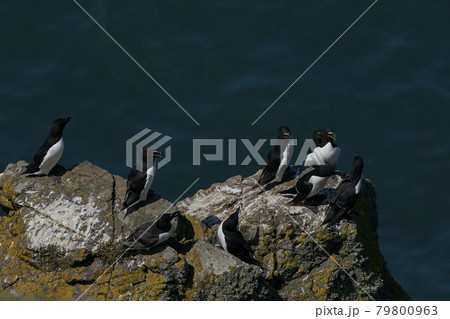 Razorbill Razorbill 79800963