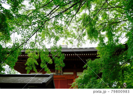 新緑とお寺の屋根 79800983