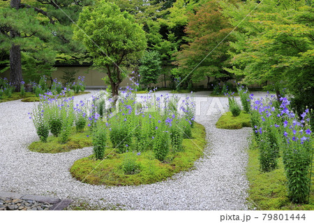廬山寺 庭園に咲く満開の桔梗の花々 廬山寺 庭園に咲く満開の桔梗の花々 79801444