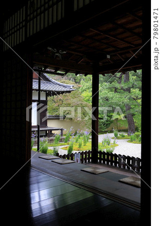 廬山寺 庭園に咲く満開の桔梗の花々 廬山寺 庭園に咲く満開の桔梗の花々 79801471