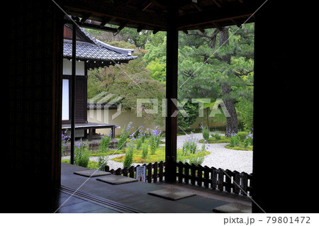 廬山寺 庭園に咲く満開の桔梗の花々 廬山寺 庭園に咲く満開の桔梗の花々 79801472