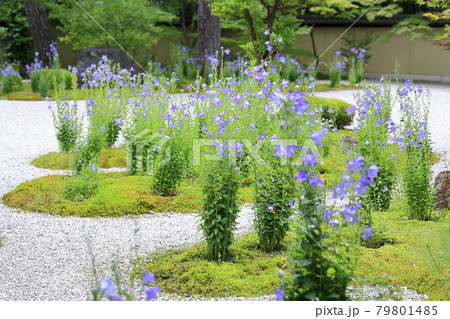廬山寺　庭園に咲く満開の桔梗の花々 79801485