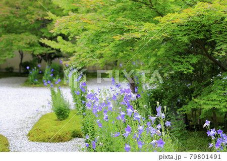 廬山寺 庭園に咲く満開の桔梗の花々 廬山寺 庭園に咲く満開の桔梗の花々 79801491