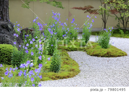 廬山寺　庭園に咲く満開の桔梗の花々 79801495