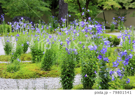 廬山寺 庭園に咲く満開の桔梗の花々 廬山寺 庭園に咲く満開の桔梗の花々 79801541