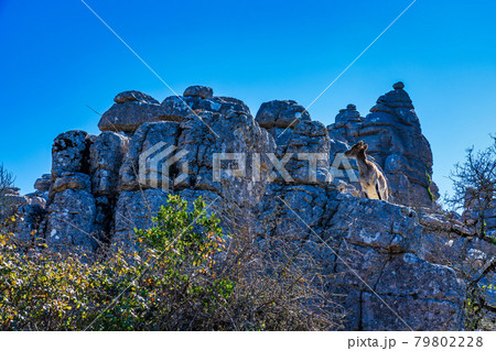 Spanish Ibex, Capra pyrenaica in Torcal de Antequera National Park, Spain 79802228
