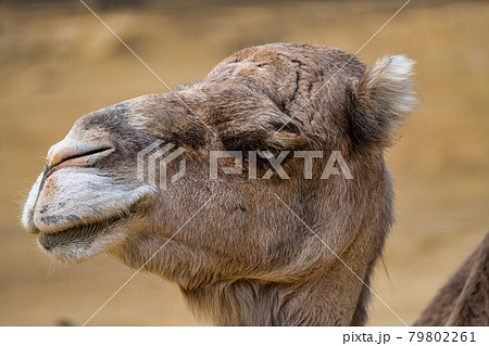 Dromedary, Camelus dromedarius in Jerez de la Frontera, Andalusia, Spain 79802261