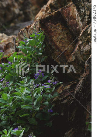 岩場に咲く花 岩場に咲く花 79802345