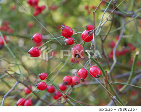 Rosehips 79802367