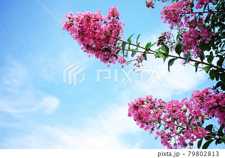さるすべりの花と青空 79802813