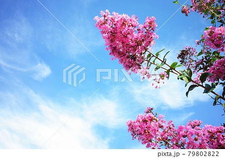 さるすべりの花と青空 79802822