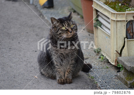 行儀の良い猫の写真素材