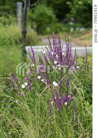 花 見よ 蝶 79802919