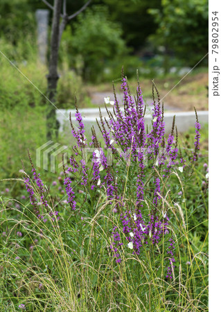 花 見よ 蝶 79802954