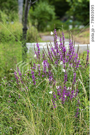 花 見よ 蝶 79803095