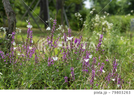 花 見よ 蝶 79803263