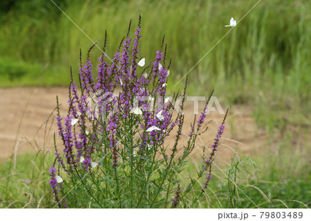 花 見よ 蝶 79803489