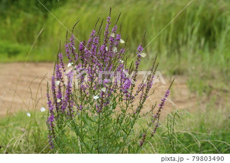 花 見よ 蝶 79803490