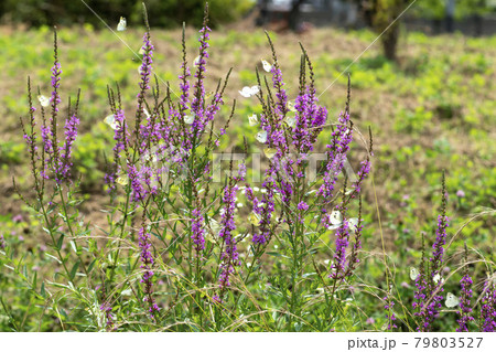 花 見よ 蝶 79803527