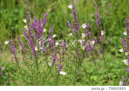 花 見よ 蝶 79803883