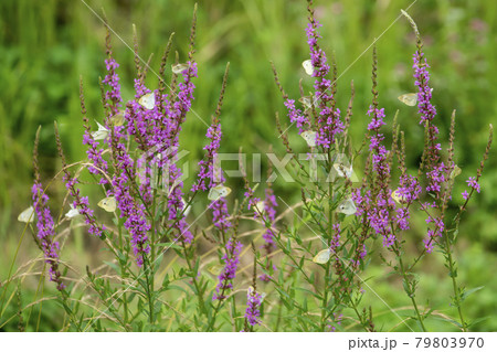 花 見よ 蝶 79803970