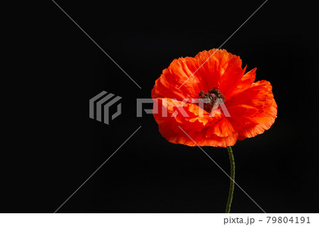 A single poppy on black background. Flower for war dead and veterans VJ day, November 11 and other remembrance days. A single poppy on black background. Flower for war dead and veterans VJ day, November 11 and other remembrance days. 79804191