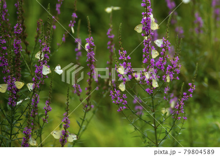 花 見よ 蝶 79804589