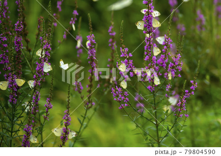 花 見よ 蝶 79804590