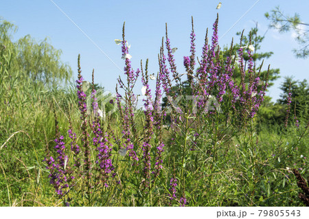 花 蝶 木 79805543