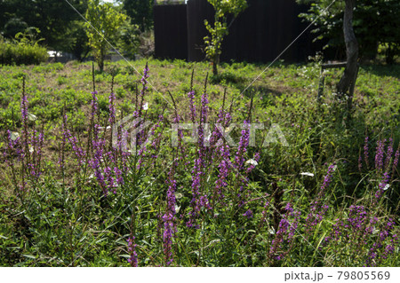 公園 花 蝶 79805569