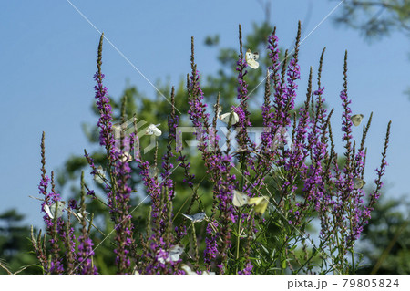 花 見よ 蝶 79805824