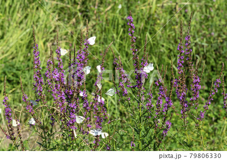 花 見よ 蝶 79806330