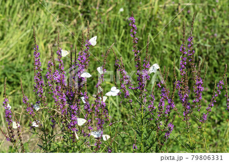 花 見よ 蝶 79806331