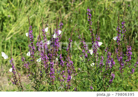 花 見よ 蝶 79806395