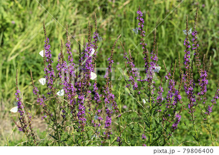 花 見よ 蝶 79806400