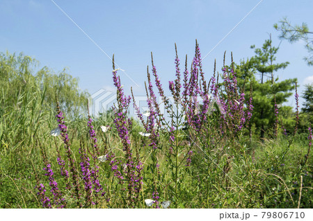 花 蝶 木 79806710