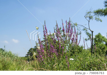 花 蝶 木 79806763