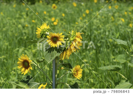 花 ヒマワリ 夏 79806843