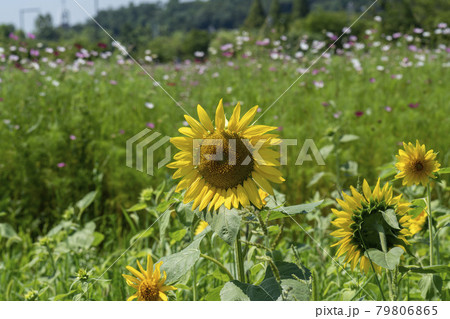 花 ヒマワリ 夏 79806865