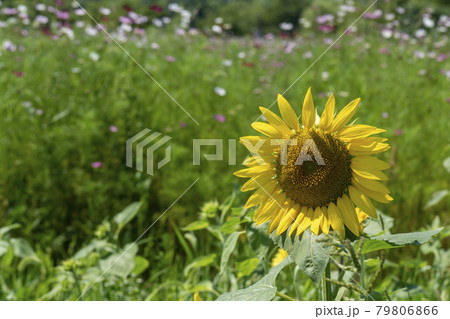 花 ヒマワリ 夏 79806866