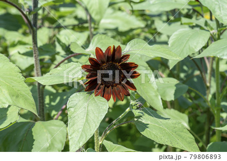 花 ヒマワリ 夏 79806893