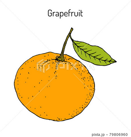 Ripe grapefruit with leaf. Vector Ripe grapefruit with leaf. Vector 79806960