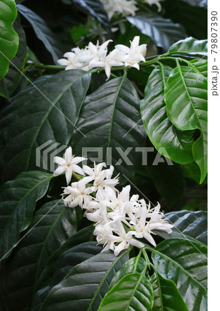 コーヒーの花 79807390