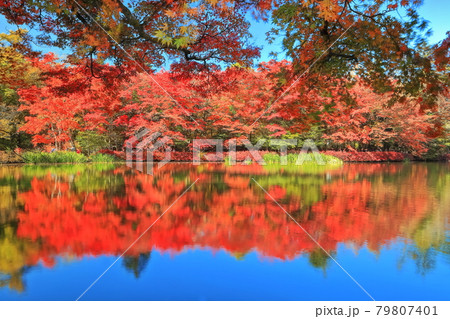 【長野県】快晴下の雲場池の紅葉(軽井沢) 【長野県】快晴下の雲場池の紅葉(軽井沢) 79807401