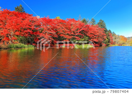 【長野県】快晴下の雲場池の紅葉（軽井沢） 79807404
