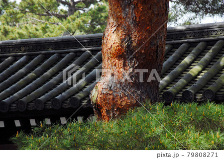 京都御所 境内の赤松 京都市上京区 京都御所 境内の赤松 京都市上京区 79808271