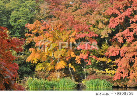 紅葉の軽井沢 紅葉の軽井沢 79808559