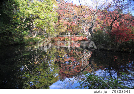 紅葉の軽井沢 紅葉の軽井沢 79808641