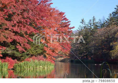 紅葉の軽井沢 紅葉の軽井沢 79808650