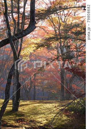 紅葉の軽井沢 79808682